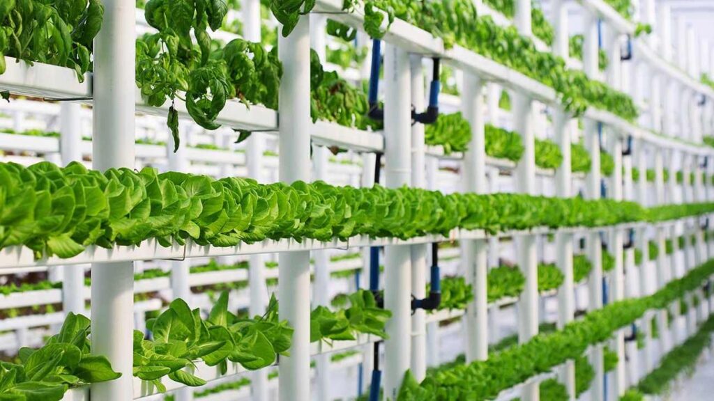 Cultivo hidropónico vertical: una solución sostenible para la producción de alimentos frescos, maximizando el espacio y minimizando el consumo de agua.