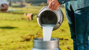 Un ganadero vierte leche fresca en un recipiente de acero inoxidable, asegurando la calidad del producto desde el primer paso del proceso de producción.