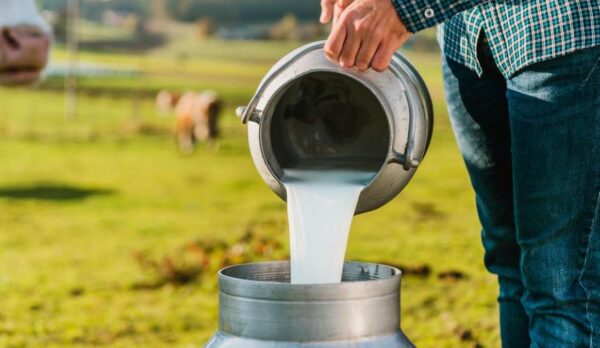 Un ganadero vierte leche fresca en un recipiente de acero inoxidable, asegurando la calidad del producto desde el primer paso del proceso de producción.