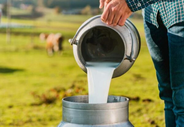 Un ganadero vierte leche fresca en un recipiente de acero inoxidable, asegurando la calidad del producto desde el primer paso del proceso de producción.