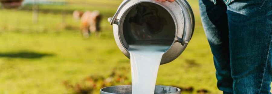 Un ganadero vierte leche fresca en un recipiente de acero inoxidable, asegurando la calidad del producto desde el primer paso del proceso de producción.