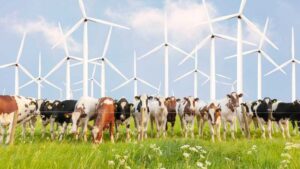 La coexistencia de la ganadería y la energía renovable: Un grupo de vacas pastando en un campo verde, con múltiples aerogeneradores en el fondo, simboliza la integración de prácticas agrícolas tradicionales con tecnologías sostenibles.